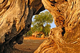 olivicultura ambiente