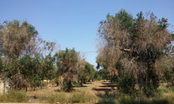 xylella
