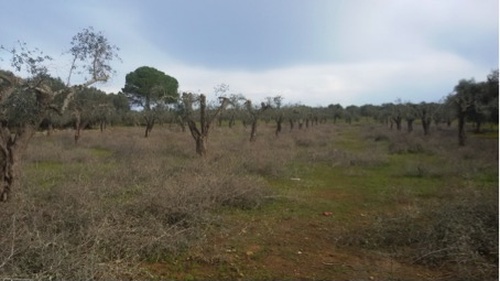 xylella3